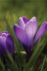 Springtime Purple Crocus Journal