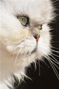 Persian Cat Journal 
