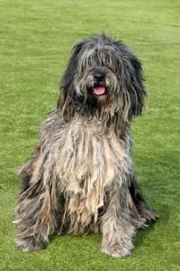 Bergamasco: Artified Pets Dog Journal/Notebook/Diary