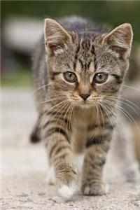 Most Adorable Little Tabby Kitty Cat Journal