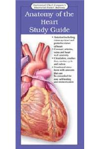 Anatomy of the Heart