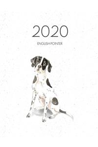 2020 English Pointer