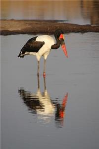 Saddle Billed Stork in Zimbabwe, Africa Journal