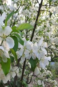 Springtime 2019 Weekly Planner Beautiful White Flowering Tree Branches 134 Pages