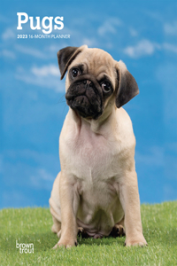 Pugs 2023 Engagement