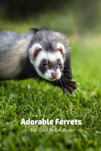 Adorable Ferrets Full-Color Picture Book