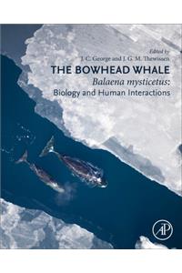 The Bowhead Whale