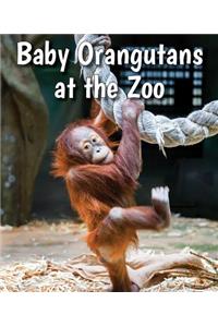 Baby Orangutans at the Zoo