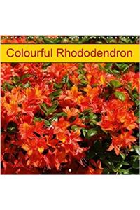 Colourful Rhododendron 2018