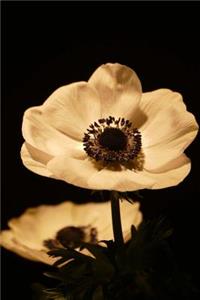 Beautiful White Anemone Flower Isolated on Black Journal