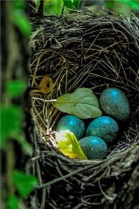 Four Blue Eggs in a Nest Spring Journal