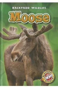 Moose