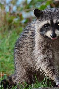 Awwwww Cute Little Raccoon Journal