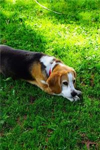A Beagle Taking Nap in Summer Shade Journal