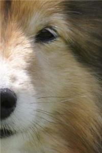 Cute Little Shetland Sheepdog