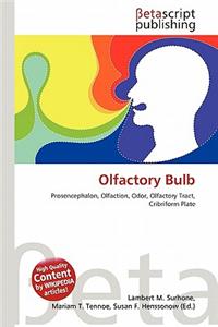 Olfactory Bulb