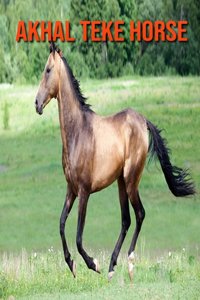 Akhal Teke Horse
