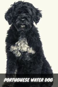 Portuguese Water Dog
