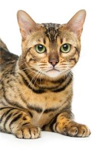 Bengal: Cat - Composition Book 150 pages 6 x 9 in. - College Ruled - Writing Notebook - Lined Paper - Soft Cover - Plain Journal