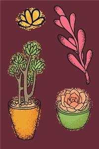 Succulents