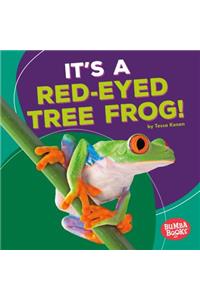 It's a Red-Eyed Tree Frog!