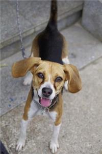 The Beagle Harrier Dog Journal