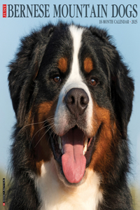 Bernese Mountain Dogs 2026 12 X 12 Wall Calendar