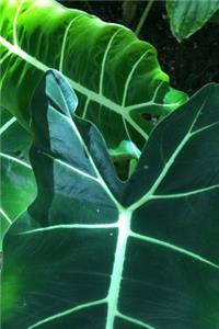 Elephant Ear Plant Leaves in the Garden Journal