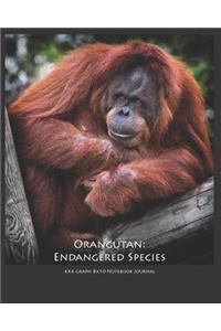 Orangutan