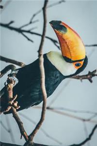 A Toucan Perched in the Forest Journal