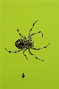 Spider Notebook