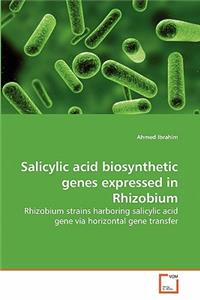 Salicylic acid biosynthetic genes expressed in Rhizobium