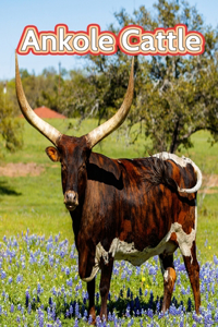 Ankole Cattle