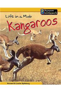 Animal Groups: Life in a Mob of Kangaroos
