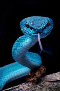 Snake Reptile Journal