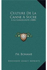 Culture De La Canne A Sucre