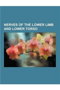 Nerves of the Lower Limb and Lower Torso: Accessory Obturator Nerve, Anococcygeal Nerve, Anterior Branch of Obturator Nerve, Anterior Cutaneous Branch