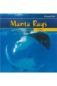 Manta Rays