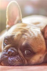 French Bulldog Checking You Out Journal