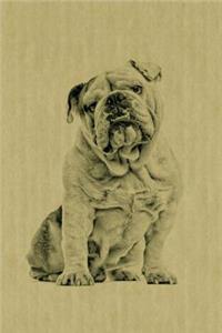 Bulldog