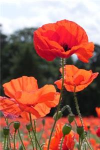 Poppy Field Journal