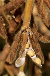 Farm Journal Soybean Close Up On Plant