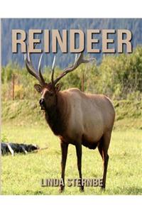 Reindeer