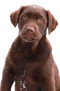 Chocolate Labrador Retriever Puppy Snowflakes