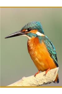 Kingfisher