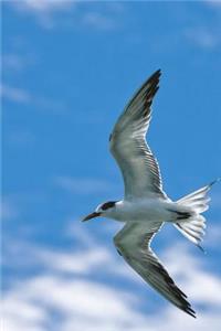 Common Tern Bird Journal (Sterna Hirundo)