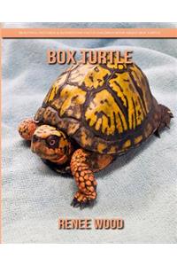 Box Turtle