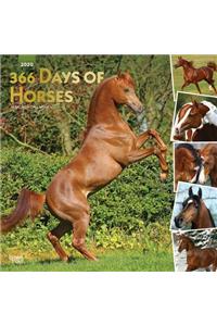 Horses, 366 Days Of, 2020 Square Foil