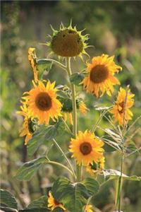 Sunflowers Going to Seed in a Late Summer Meadow Journal