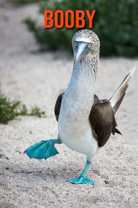 Booby